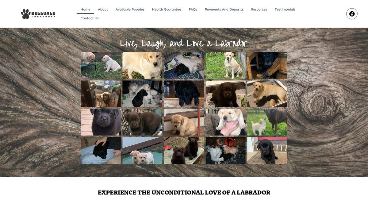 Bellvale Labradors website homepage