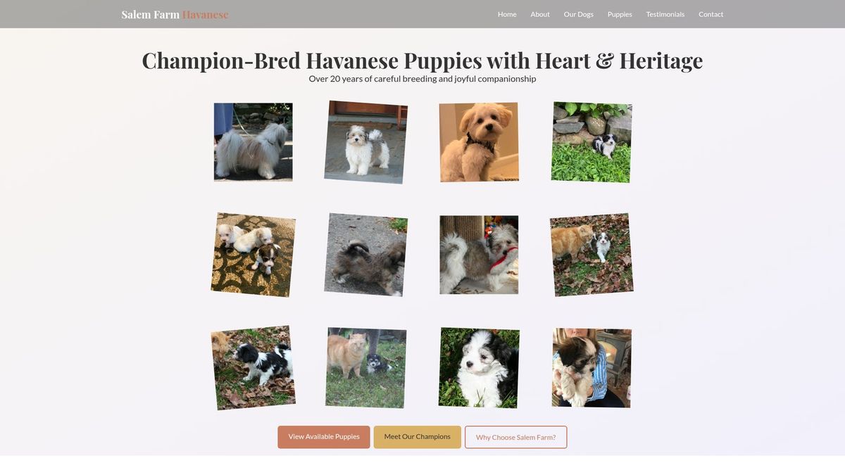 Salem Farm Havanese website homepage